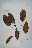 藏品(樹參)的圖片