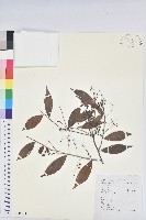 藏品(米飯花)的圖片