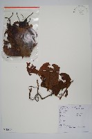 藏品(京梨獼猴桃)的圖片