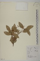 藏品(西南衛矛)的圖片