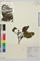 藏品(薄葉鼠李)的圖片