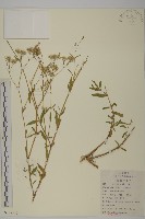 藏品(霞草、歐石頭花)的圖片