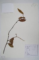 藏品(銹毛絡石)的圖片