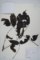 藏品(南酸棗)的圖片