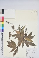 藏品(美麗馬醉木)的圖片