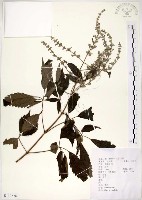 藏品(黃荊)的圖片