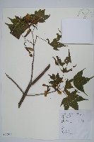 藏品(五裂槭)的圖片