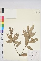 藏品(金毛石櫟)的圖片