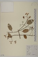 藏品(西南衛矛)的圖片