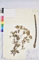 藏品(大戟)的圖片