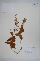 藏品(鷗蔓)的圖片