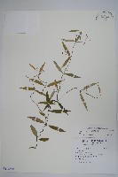 藏品(疏花鷗蔓)的圖片