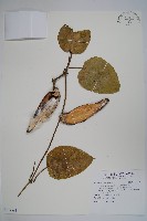 藏品(臺灣牛嬭菜)的圖片