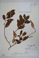 藏品(武靴藤)的圖片