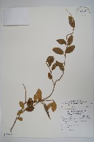 藏品(武靴藤)的圖片