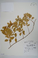 藏品(武靴藤)的圖片