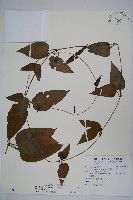 藏品(絨毛芙蓉蘭)的圖片