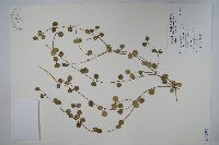 藏品(風不動)的圖片