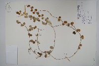 藏品(風不動)的圖片