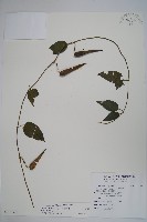 藏品(絨毛芙蓉蘭)的圖片