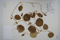 藏品(蘭嶼牛皮消、蘭嶼白薇)的圖片