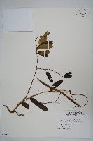 藏品(隱鱗藤)的圖片