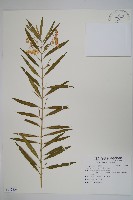 藏品(氣球唐棉)的圖片