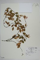 藏品(細梗絡石)的圖片