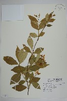 藏品(細梗絡石)的圖片