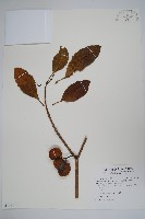 藏品(蘭嶼馬蹄花)的圖片