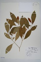 藏品(南洋馬蹄花)的圖片