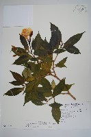 藏品(南洋馬蹄花)的圖片