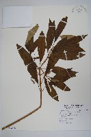 藏品(蘿芙木)的圖片