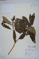 藏品(蘿芙木)的圖片