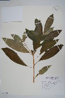 藏品(蘿芙木)的圖片