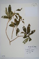 藏品(蘿芙木)的圖片