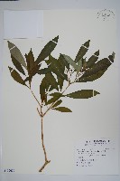 藏品(蘿芙木)的圖片