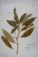 藏品(蘿芙木)的圖片