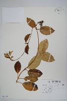 藏品(爬森藤)的圖片