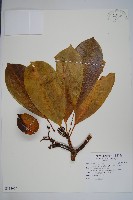 藏品(海檸檬、類黑板樹)的圖片