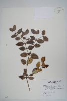 藏品(巨花假虎刺、卡利撒)的圖片