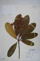 藏品(黑板樹)的圖片