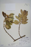 藏品(蘭嶼念珠藤)的圖片