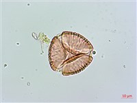 藏品(小葉雙蝴蝶、小葉肺形草)的圖片