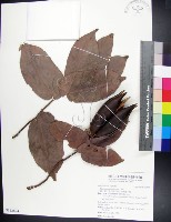 藏品(翅子樹、裡白翅子樹、臺灣翅子樹)的圖片