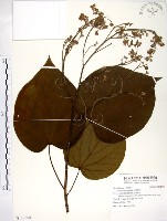 藏品(克蘭樹)的圖片