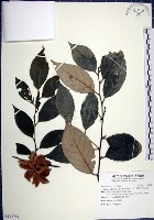 藏品(紅皮、葉下白、赤仔尾)的圖片