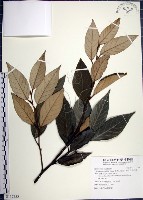 藏品(紅皮、葉下白、赤仔尾)的圖片