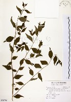 藏品(烏皮九芎、奮起湖野茉莉)的圖片