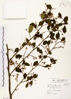 藏品(烏皮九芎、奮起湖野茉莉)的圖片